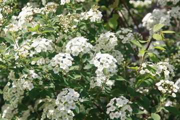 strauch in weisser pracht
