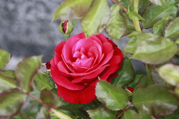 rote strauchrose