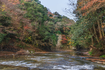秋の養老渓谷の中瀬遊歩道の風景