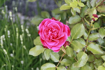 erste rosen am strauch