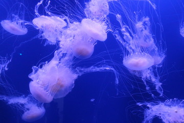 Quallen im blauen Wasser