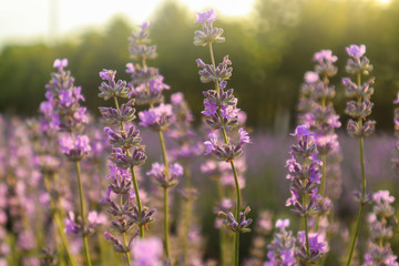  Beautiful blooming lavender flowers in garden, close up