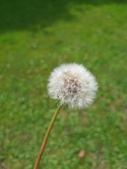 Fototapeta premium white dandelion flower on green meadow background in Poland