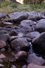 Obraz premium forest