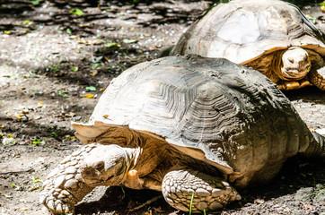 centennial tortoise that walks in the sun