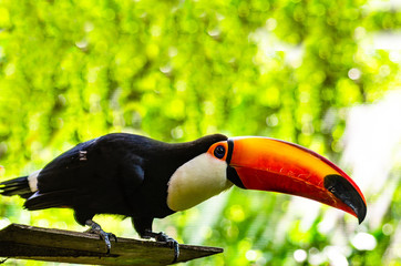 Close up portrait of a toucan