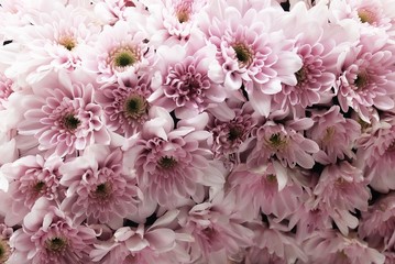 Background of Beautiful Fresh Pink Chrysanthemum Flowers