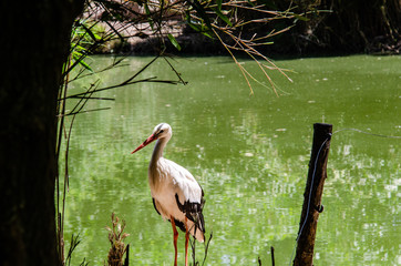 stork by the river in its natural habitat under the sun