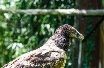 Close up portrait of an eagle