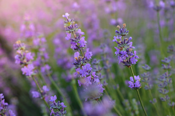  Beautiful blooming lavender flowers in garden, close up