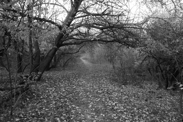 Foggy woods. Empty park. Black and white
