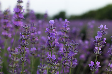 Obraz premium Beautiful blooming lavender flowers in garden, close up