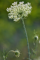 Wild beaked parsley