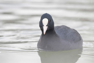 Coot swimming (Fulica atra) Close up Eurasian Coot