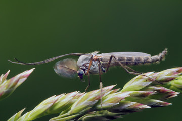 Mosquito (chironomidae) resting on the grass. Such insects are not able to harm humans.