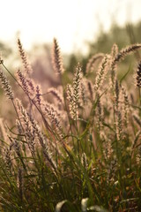 Fototapeta premium Brisa en el campo