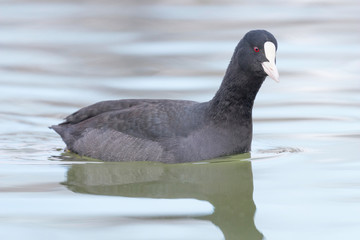 Coot swimming (Fulica atra) Close up Eurasian Coot