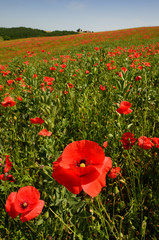 close up on red poppies near Pienza. Siena, Italy.
