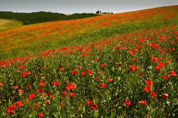 Cappella Di Vitaleta or Vitaleta Chapel near Pienza in Tuscany. Beautiful field of red poppies and the famous Chapel on background. Siena, Italy.