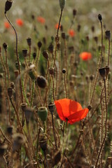 Obraz premium Roter Mohn