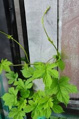 flower in the garden