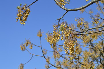 spring petals on tree branches