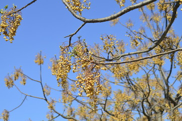 spring petals on tree branches