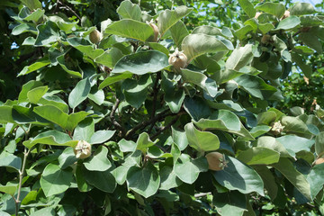 Walnut tree Not ripe walnut. Closed walnut on a branch with leaves.