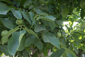 Walnut tree Not ripe walnut in the sun. Closed walnut on a branch with leaves. Blurred background.