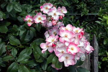 Plenty of blooming pink rose hip flowers with green leaves. Nature background