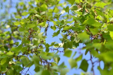 green leaves of a tree