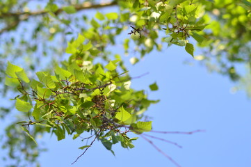 spring petals on tree branches