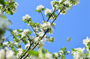 flowers in the trees
