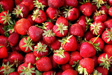 Harvesting fresh strawberries in June. Sweet red strawberry. Strawberry Farm Box with ripe berry. Manual labor in the garden. A bunch of strawberries in hand.