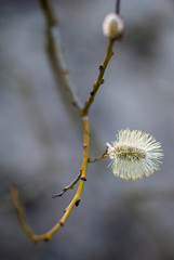Single flower of goat willow
