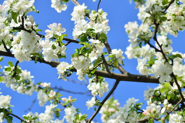 flowers in the trees