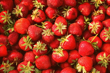 Harvesting fresh strawberries in June. Sweet red strawberry. Strawberry Farm Box with ripe berry. Manual labor in the garden. A bunch of strawberries in hand.