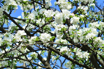 flowers in the trees
