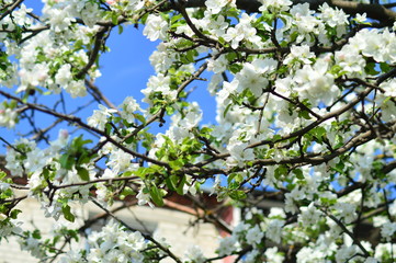 flowers in the trees