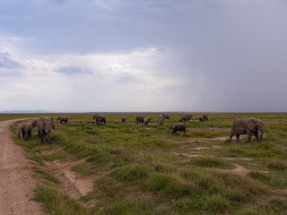 Elephant family roaming in Amboseli National Park, Kenya 