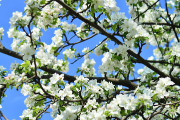 flowers in the trees