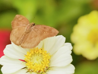 Soft focus Common Snow Flat Butterfly (Tagiades japetus atticus) perching on white common zinnia flower with green nature blurred background.