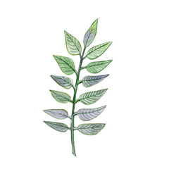 Watercolor hand painted branch with green and violet color leaves. Floral illustration isolated on white background.Design for invitation, wedding or greeting cards