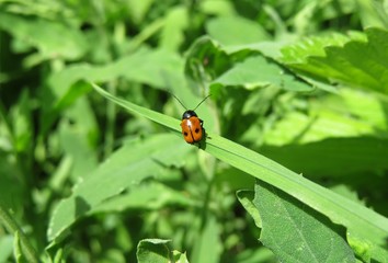 Red beetle on grass in the garden, closeup