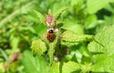 Red beetle on dead-nettle plant in the garden