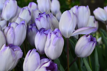 tulips in the garden