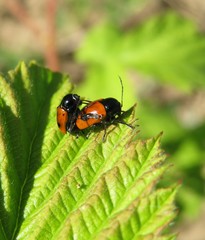 Mating red beetles on raspberry leaves in the garden, closeup