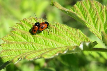 Red beetles mating on raspberry leaves in the garden 