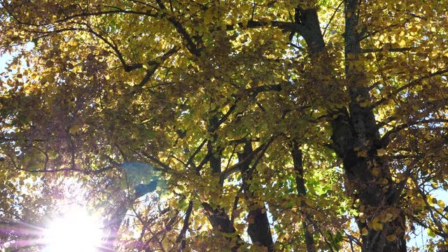 Nature background.Tree branches with yellow leaves backlit by sunlight. Elements of nature with lens flare. Natural camera movement, slow motion.