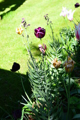 tulips in the garden